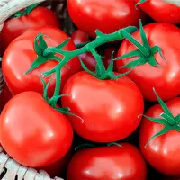 Купить семена томат Красный факел