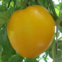 Купить семена Томат Лунный восторг