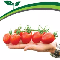 Купить семена томат Моне