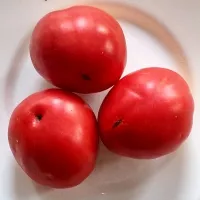 Купить Томат Настенька