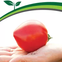 Купить семена томат Папина дочка