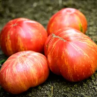 Купить семена томат Винтаж