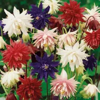 Купить Аквилегия Нора Барлоу