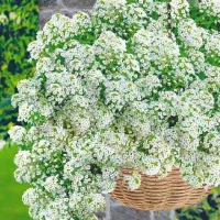 Купить семена Алиссум ампельный Белая волна Кристалл