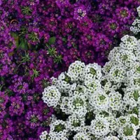 Купить Алиссум стелющийся Маленький Мук