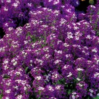 Купить Алиссум стелющийся Маленький Мук