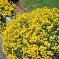 Купить Алиссум многолетний Золотая волна скальный