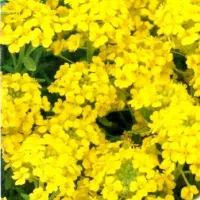 Купить Алиссум многолетний Золотая волна скальный