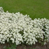 Купить Алиссум Снежный ковер