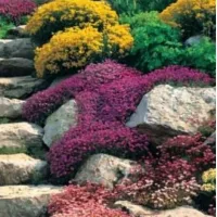 Купить Альпийская горка смесь многолетников