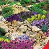Купить Альпийская горка смесь многолетников
