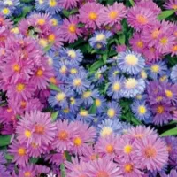 Купить Астра альпийская многолетняя Рудольф