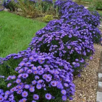 Купить Астра альпийская многолетняя Рудольф