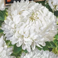 Купить Астра Балун букетная белая