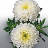 Купить Астра Балун букетная белая