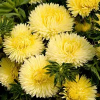 Купить Астра Балун желтая