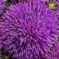 Купить Астра гигантская Гигант виолет