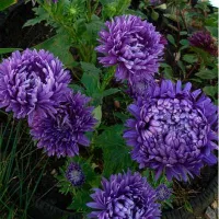 Купить Астра гигантская Гигант виолет
