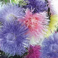 Купить Астра гигантская Русский размер смесь №2