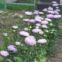 Купить Астра Хризантелла Лунный камень