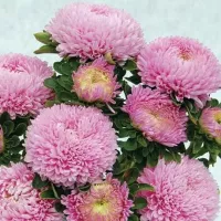 Купить Астра китайская Хризантелла Элвис