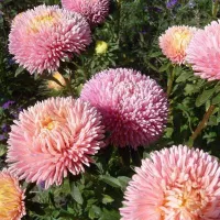 Купить Астра китайская Хризантелла Элвис