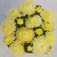 Купить Астра китайская Хризантелла Лимончелло