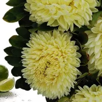 Купить Астра китайская Хризантелла Лимончелло