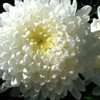 Купить Астра китайская Хризантелла Призрак оперы