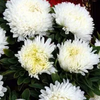 Купить Астра китайская Хризантелла Призрак оперы