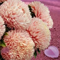 Купить Астра китайская Хризантелла Розовый перламутр