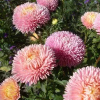 Купить Астра китайская Хризантелла Розовый перламутр