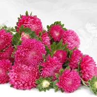 Купить Астра китайская Хризантелла Сбежавшая невеста