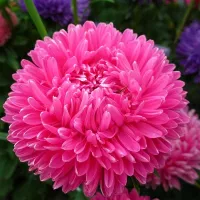 Купить Астра китайская Хризантелла Сбежавшая невеста