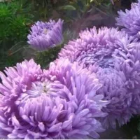 Купить Астра китайская Хризантелла Сиреневый туман