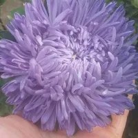 Купить Астра китайская Хризантелла Сиреневый туман