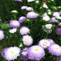 Купить Астра китайская Хризантелла Зимний взгляд