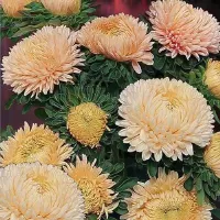 Купить семена Астра Хризантелла Золотой восторг