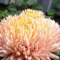 Купить семена Астра Хризантелла Золотой восторг