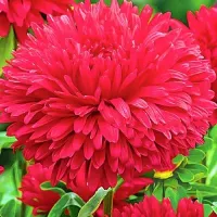 Купить Астра Королевский размер красная