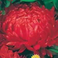 Купить Астра Королевский размер красная