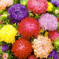 Купить Астра Королевский размер смесь окрасок