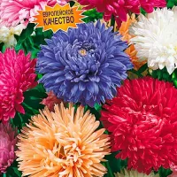 Купить Астра Королевский размер смесь окрасок