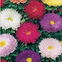 Купить Астра кустовая Матсумото смесь