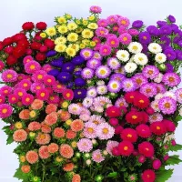 Купить Астра кустовая Матсумото смесь