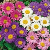 Купить Астра многолетняя альпийская Сапфировые бусы