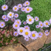 Купить Астра многолетняя альпийская Сапфировые бусы