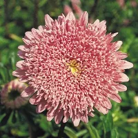 Купить Астра Пампушка персиковая