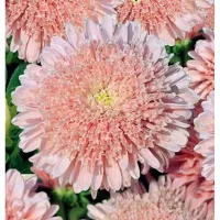 Купить Астра Пампушка персиковая