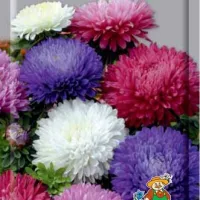 Купить Астра Пионовидная смесь